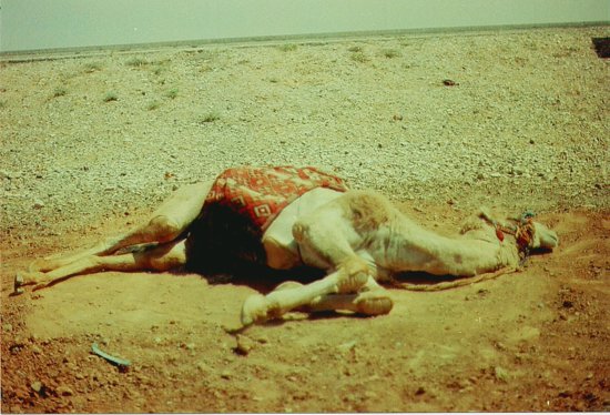 Kamel im Sand